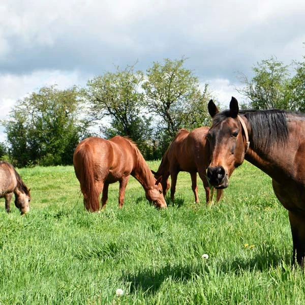 Pension pour chevaux à Sayat, Puy-de-Dôme